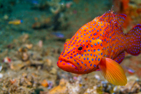 Coral grouper at the Atoll of the Maldives.の写真素材