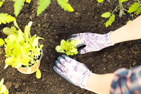 Farmer planting young seedlings of lettuce salad in the vegetable garden. Organic gardening conceptの写真素材
