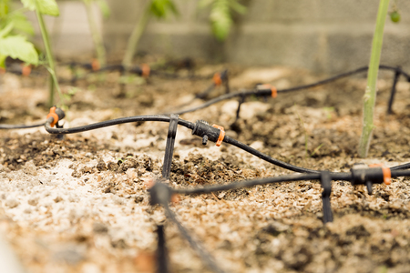 Sprinkler systems, drip irrigation, watering greenhouse and garden. Gardening conceptの写真素材