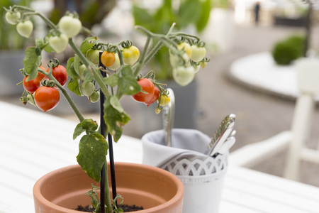 Young small seedling of fresh red and green tomatoes fruit as decor on the white table at restaurantの写真素材