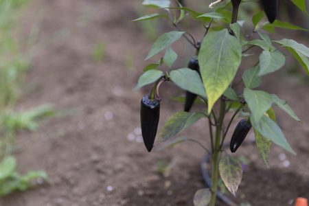 Chili pepper growing. Chili farm, agricultureの写真素材