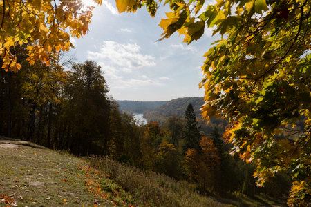 Beautiful forest in autumn with colorful trees on a sunny day. Sigulda Latviaの写真素材