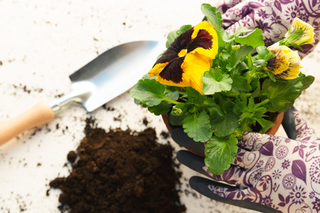Gardeners hands planting flowers in pot with dirt or soil. Gardening conceptの写真素材