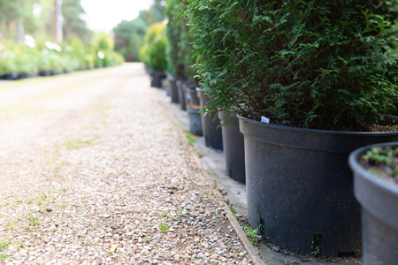 Row of coniferous trees in tree plant garden nursery. Thuja trees at plant nurseryの写真素材