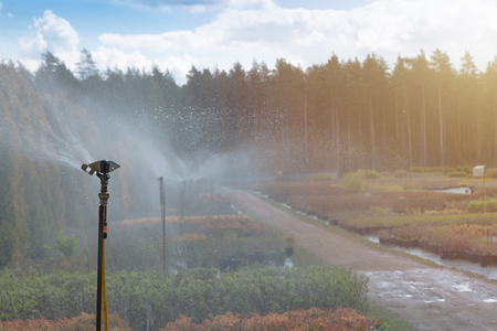 Water sprinkler system working on a garden nursery plantation. Water irrigation systemの写真素材