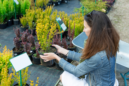 woman choosing coniferous tree at outdoor plant nurseryの写真素材
