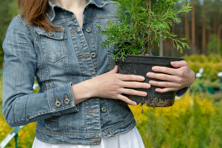woman choosing coniferous tree at outdoor plant nurseryの写真素材