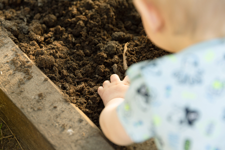 Child planting tomato seedlings in greenhouse. Organic gardening and growth conceptの写真素材