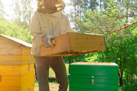 Beekeeper is working with bees and beehives on the apiary.