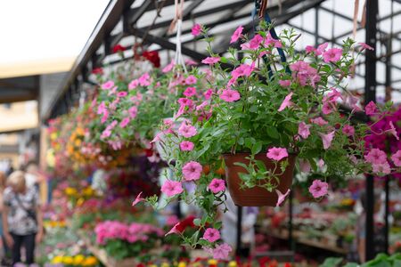 Variety of plants and flowers at local city flower market, Riga, Latviaの写真素材