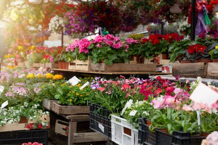 Variety of plants and flowers at local city flower market, Riga, Latviaの写真素材