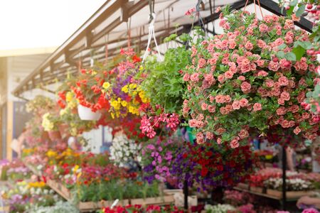 Variety of plants and flowers at local city flower market, Riga, Latviaの写真素材