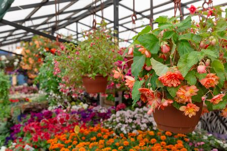 Variety of plants and flowers at local city flower market, Riga, Latviaの写真素材
