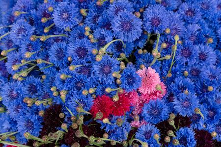 Bouquet of blue cornflowers at farmer's marketの写真素材