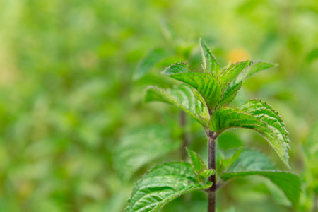 Fresh peppermint trees growing in organic garden. Mint herb