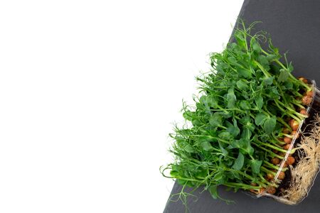 Growing pea sprouts in black soil. Healthy eating,vegeterian conceptの写真素材
