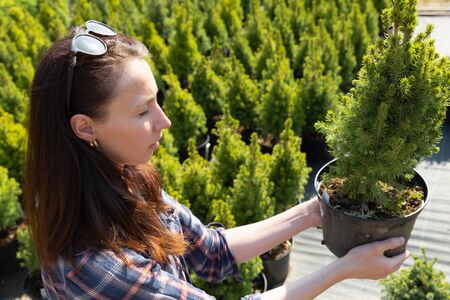 woman choosing coniferous tree at outdoor plant nurseryの写真素材