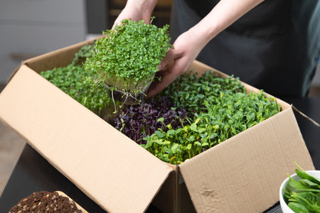 Organic raw microgreens. Women taking out a container with sprouts out of a cardbordbox banner....