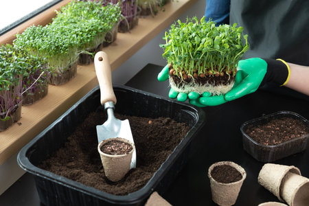 Woman holding microgreens with roots and soil in her hands near gardening tools and different...