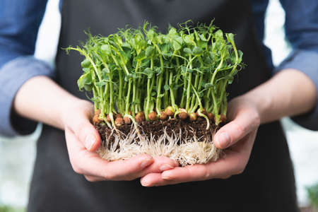 Women holding in hands microgreens peas with sprouts and visible roots. Healthy superfood eating concept.の写真素材