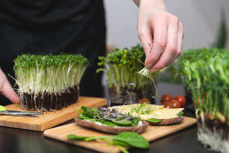 Women preparing fresh grain bread with salad from microgreens. At home grown superfood healthy eating concept.の写真素材