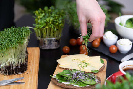 Women preparing fresh grain bread with salad from microgreens. At home grown superfood healthy eating concept.の写真素材
