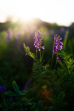 Blue wildflowers in a green meadow. Warm spring evening with a bright meadow during sunset. Grass silhouette in the light of the golden setting sun. Beautiful nature landscape with sunbeams.の写真素材