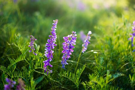 Blue wildflowers in a green meadow. Warm spring evening with a bright meadow during sunset. Grass silhouette in the light of the golden setting sun. Beautiful nature landscape with sunbeams.の写真素材
