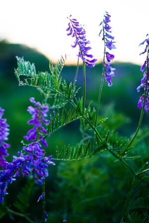 Blue wildflowers in a green meadow. Warm spring evening with a bright meadow during sunset. Grass silhouette in the light of the golden setting sun. Beautiful nature landscape with sunbeams.の写真素材