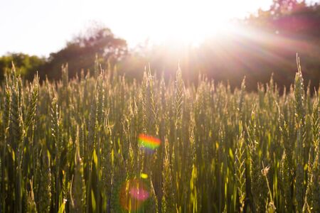 Green wheat field in the rays of the setting sun. Forest in the backgroundの写真素材