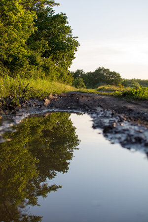 Summer evening, forest reflection in a puddle. Beautiful nature landscape with sunbeams.