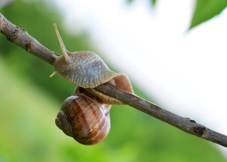 Close-up of a snail sitting on a flowering tree branch in the gardenの写真素材