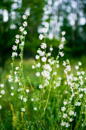 White wildflowers on a green summer meadow closeup. Rural landscapeの写真素材