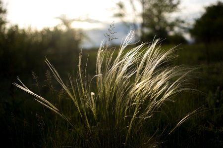 Warm spring evening with a colorful vibrant meadow during sunset. Grass silhouette in the light of...