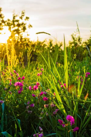 Beautiful wildflowers on a green meadow. Warm spring evening with a bright meadow during sunset.の写真素材