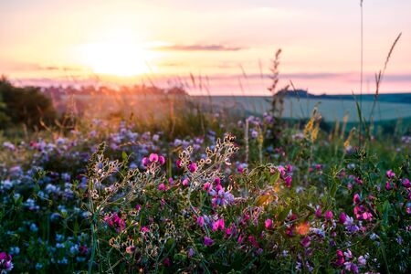 Beautiful wildflowers on a green meadow. Warm summer evening with a bright meadow during sunset. Grass silhouette in the light of the golden setting sun. Beautiful nature landscape with sunbeams.の写真素材