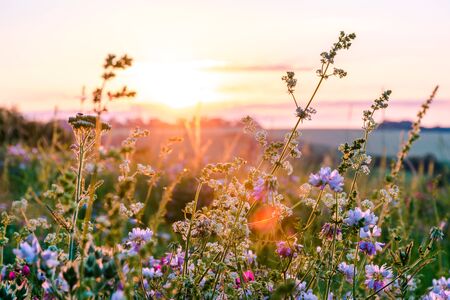 Beautiful wildflowers on a green meadow. Warm summer evening with a bright meadow during sunset. Grass silhouette in the light of the golden setting sun. Beautiful nature landscape with sunbeams.の写真素材