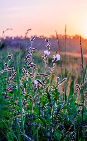 Beautiful wildflowers on a green meadow. Warm summer evening with a bright meadow during sunset. Grass silhouette in the light of the golden setting sun. Beautiful nature landscape with sunbeams.の写真素材