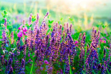 Beautiful wildflowers on a green meadow. Warm summer evening with a bright meadow during sunset. Grass silhouette in the light of the golden setting sun. Beautiful nature landscape with sunbeams.の写真素材