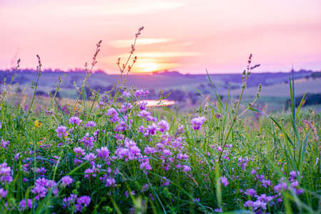 Beautiful wildflowers on a green meadow. Warm summer evening with a bright meadow during sunset. Grass silhouette in the light of the golden setting sun. Beautiful nature landscape with sunbeams.の写真素材