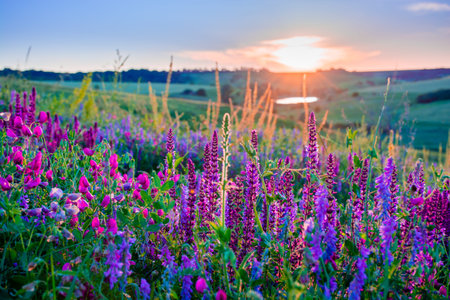 Beautiful wildflowers on a green meadow. Warm summer evening with a bright meadow during sunset....