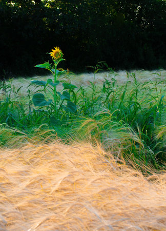 Lonely sunflower among beautiful ears of rye, rye field on a summer day.の写真素材