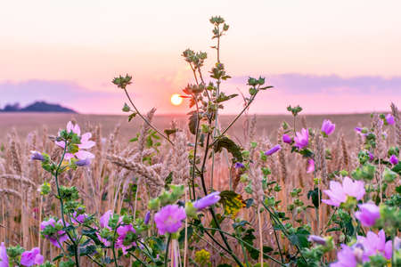 Wildflowers growing at the edge of a wheat field against the backdrop of a beautiful sky during sunsetの写真素材