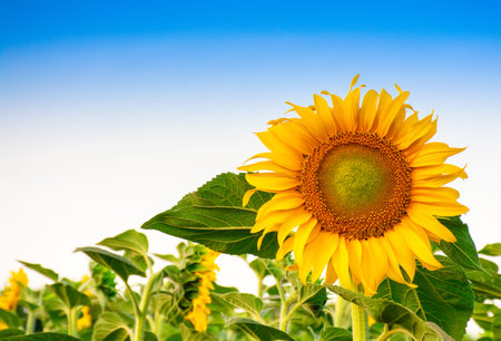 Beautiful sunflower flower on a background of blue sky at sunset