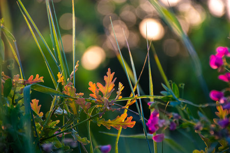 Beautiful wildflowers on a green meadow. Warm summer evening with a bright meadow during sunset....