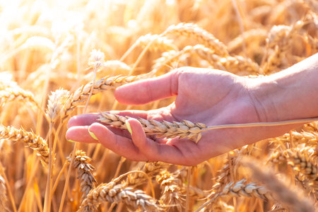 Girl in hands holds ears of wheat among wheat field, hot summer day