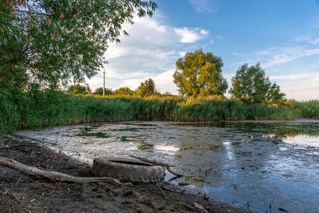 Tire on the bank of an overgrown pond in the middle of green trees at sunset. Rural landscape, ecologyの写真素材