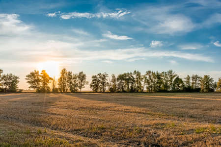 Mown wheat field at sunset, rural peaceful landscape.の写真素材