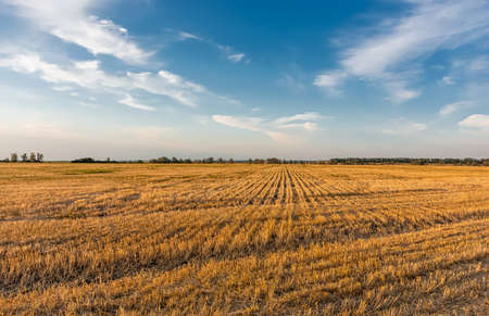 Mown wheat field at sunset, rural peaceful landscape.の写真素材