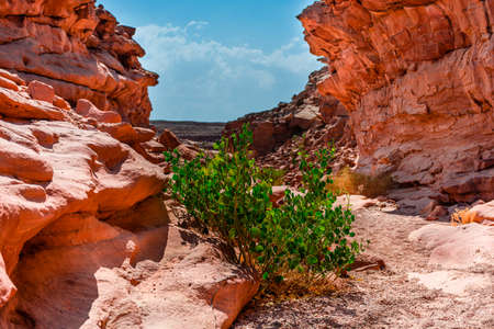 Colored canyon in the Sinai Peninsula, beautiful curved limestone stones, plants among the stonesの写真素材